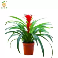 廷豪果 鸿运当头15株盆栽 XZ-1790# /盆