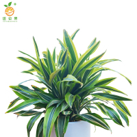 廷豪果 巴西美人盆栽 XZ1799# /盆