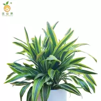 廷豪果 巴西美人盆栽 XZ1799# /盆