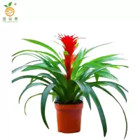 廷豪果 鸿运当头6株盆栽 XZ1793# /盆