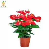 廷豪果 红掌盆栽 XZ-1466# /盆