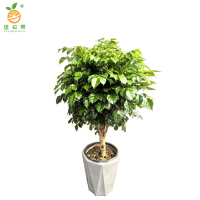 廷豪果 幸福树盆栽 XZ-1465# /盆