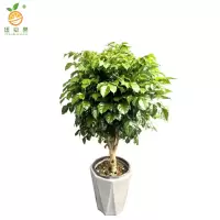 廷豪果 幸福树盆栽 XZ-1465# /盆