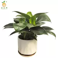 廷豪果 绿钻盆栽 XZ-1467# /盆