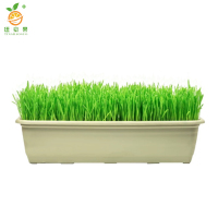 廷豪果 高羊茅草籽 绿化草坪种子 包衣 /千克