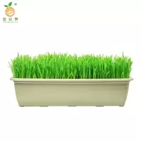 廷豪果 高羊茅草籽 绿化草坪种子 包衣 /千克