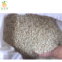 廷豪果 矮一串红花籽 一串红花种子 500粒/包