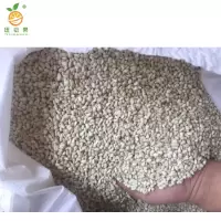 廷豪果 矮一串红花籽 一串红花种子 500粒/包