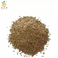 廷豪果 矮生百慕大草籽 绿化草坪种子 净籽 /千克