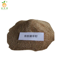 廷豪果 剪股颖草籽 绿化草坪种子 净籽 /千克