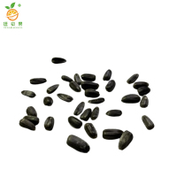 廷豪果 矮杆向日葵种子 净籽 /千克