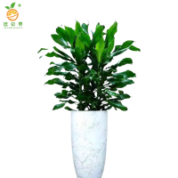 廷豪果 时来运转盆栽 1.2米高 /棵