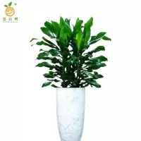 廷豪果 时来运转盆栽 1.2米高 /棵