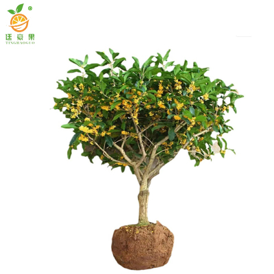 廷豪果 四季桂苗 80cm高 /棵