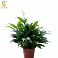 廷豪果 白掌盆栽 绿植 30cm高 /棵