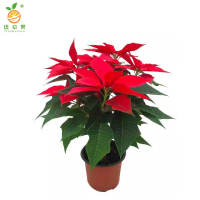 廷豪果 一品红盆栽 20cm高 /棵