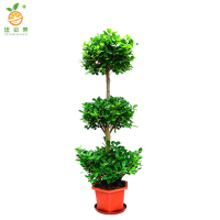 廷豪果 三层榕 1.8-2.0米 /棵