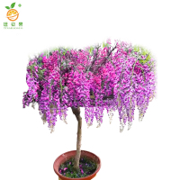 廷豪果 紫藤盆栽 3米高 /棵