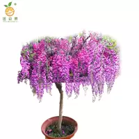 廷豪果 紫藤盆栽 3米高 /棵