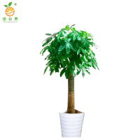廷豪果 步步高发财树盆栽 1.7米高 /棵