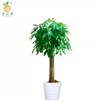 廷豪果 步步高发财树盆栽 1.7米高 /棵