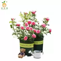 廷豪果 蔷薇花盆栽 40cm高 /棵