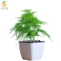 廷豪果 文竹盆栽 30cm高 /棵