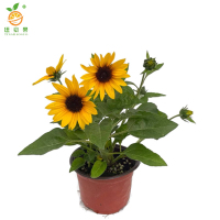廷豪果 向日葵盆栽 40cm高 /棵