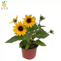 廷豪果 向日葵盆栽 40cm高 /棵