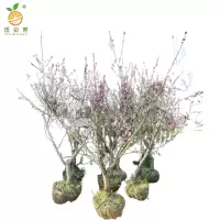 廷豪果 碧桃 冠幅100-120cm /棵