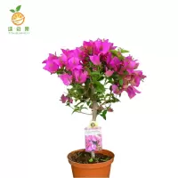 廷豪果 三角梅 高80cm /棵