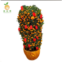 廷豪果 年桔盆栽 大果高2米 /棵