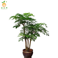 廷豪果 大富贵 绿植 2.5米 /棵