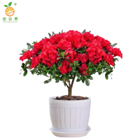 廷豪果 杜鹃花盆栽 5年苞 /棵