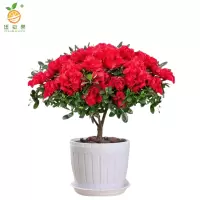 廷豪果 杜鹃花盆栽 5年苞 /棵