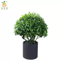 廷豪果 非洲茉莉球 高60cm /棵