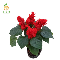 廷豪果 叶冲红 30cm /盆