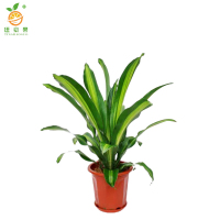 廷豪果 美人铁盆栽 80cm高 /棵