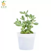 廷豪果 DIY多肉盆栽 6cm高 /盆