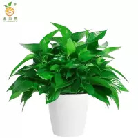 廷豪果 绿萝盆栽 12盆 /套