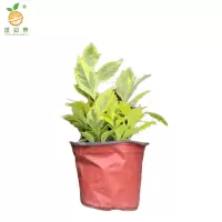 廷豪果 黄素梅盆栽 20cm高 /棵