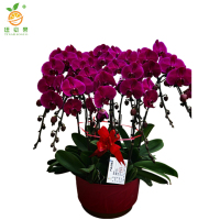 廷豪果 蝴蝶兰盆栽 10株 /盆