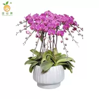 廷豪果 蝴蝶兰盆栽 高1m左右 盆