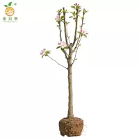 廷豪果 海棠树 绿植 5公分 棵