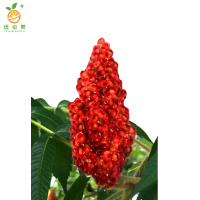 廷豪果 火炬树苗 5公分 /棵