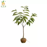 廷豪果 板栗树苗 高80-110cm 棵