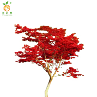 廷豪果 红枫树苗 5公分 /棵