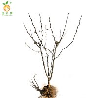 廷豪果 花椒树苗 高80-110cm 棵