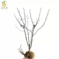 廷豪果 花椒树苗 高80-110cm 棵
