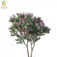 廷豪果 紫丁香树苗 5公分 /棵